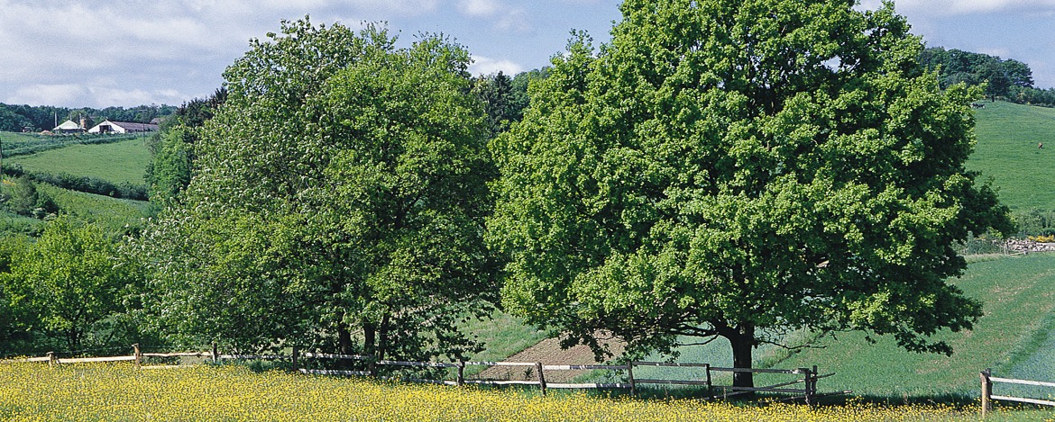 Eifel