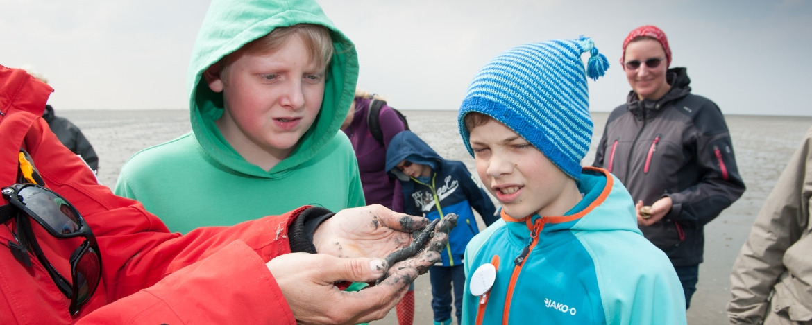 Wattenmeertiere der Nordsee bestaunen