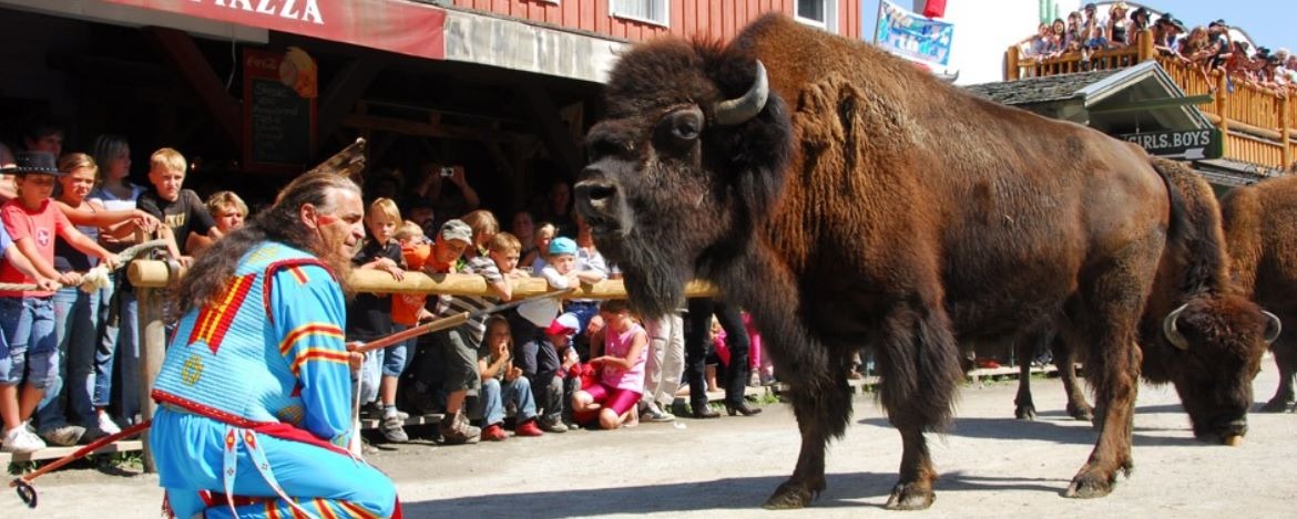 Bisons in Pullman City