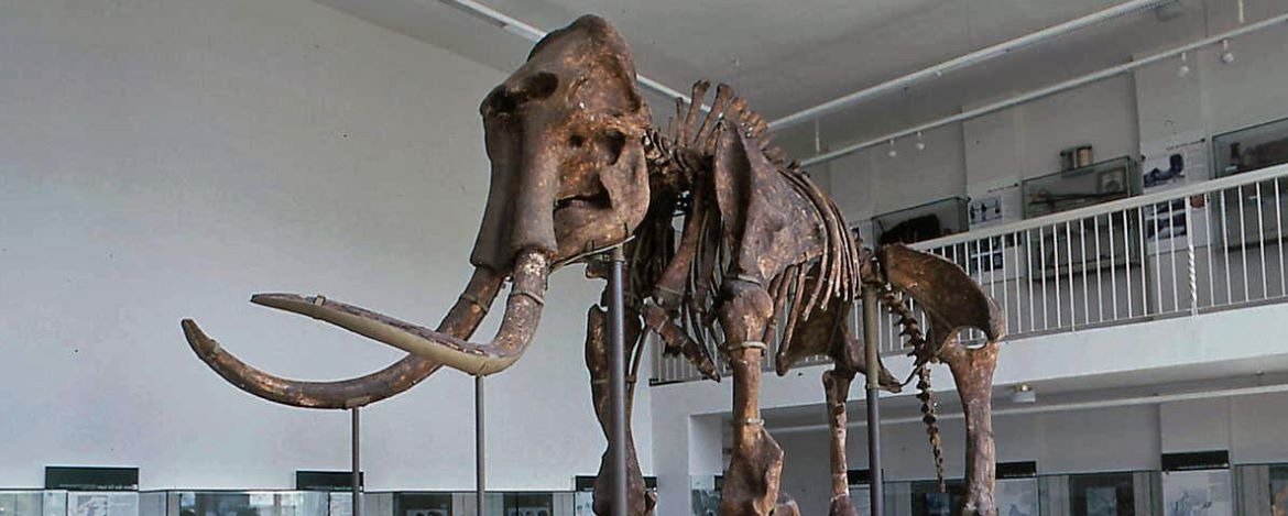 Mammut im Spenglermuseum in Sangerhausen