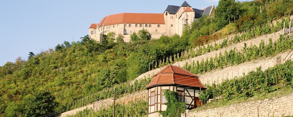 Weinberg mit Schloss Neuenburg