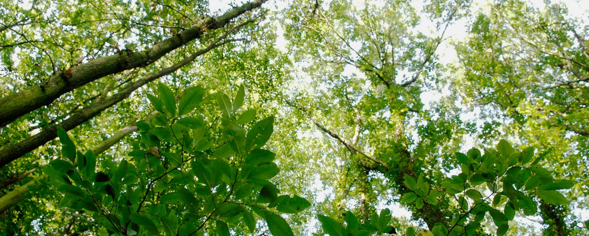 Entdeckungstour durch den Wald