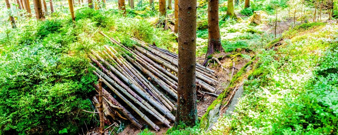 Die Geheimnisse des Waldes im Schorgasttal und der wilden Frankenwald-Natur